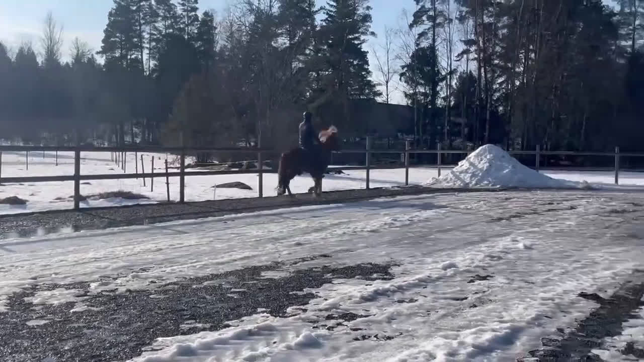 Island hästar till salu: Trevlig fyrgångs valack - Video 2