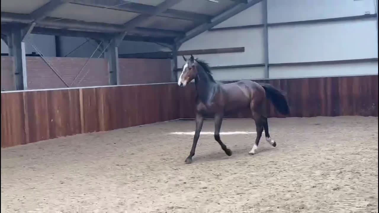 Hoppning hästar till salu: Svårklassämne med topstam!! - Video 2