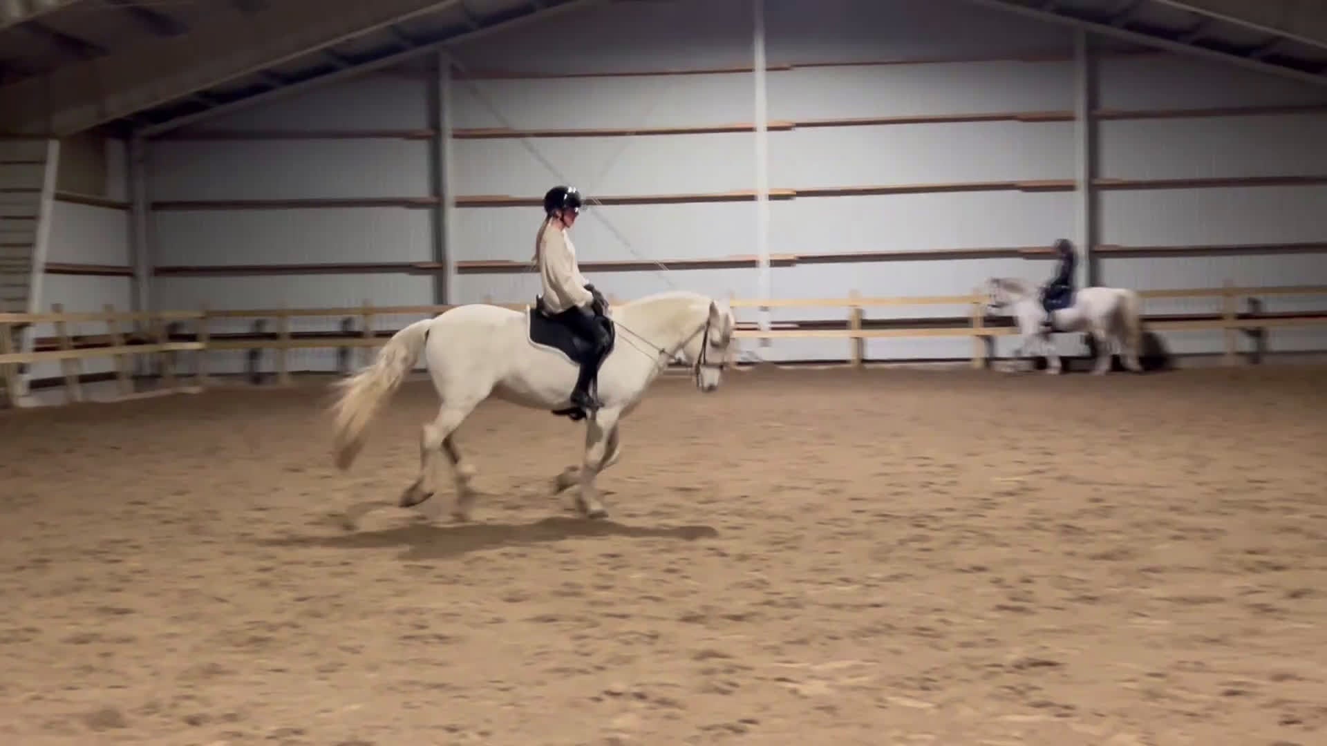 Hoppning hästar till salu: En på miljonen - Grey - Video 1