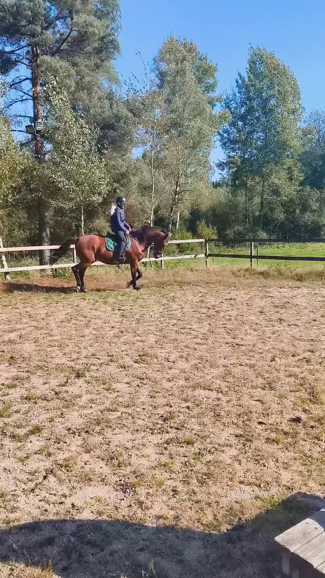 Övrigt hästar till salu: Snällt sto till avel eller lättare ridning i Svenljunga - Video 1