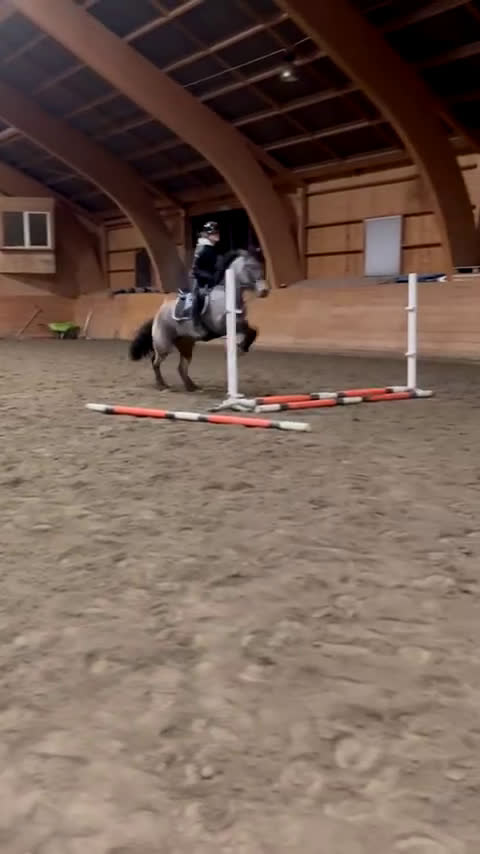 Allround hästar till salu: En ponny med mycket potential  i Rönneshytta - Video 3