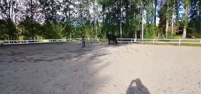 Allround hästar till salu: Trevlig unghäst i Grödinge - Video 2