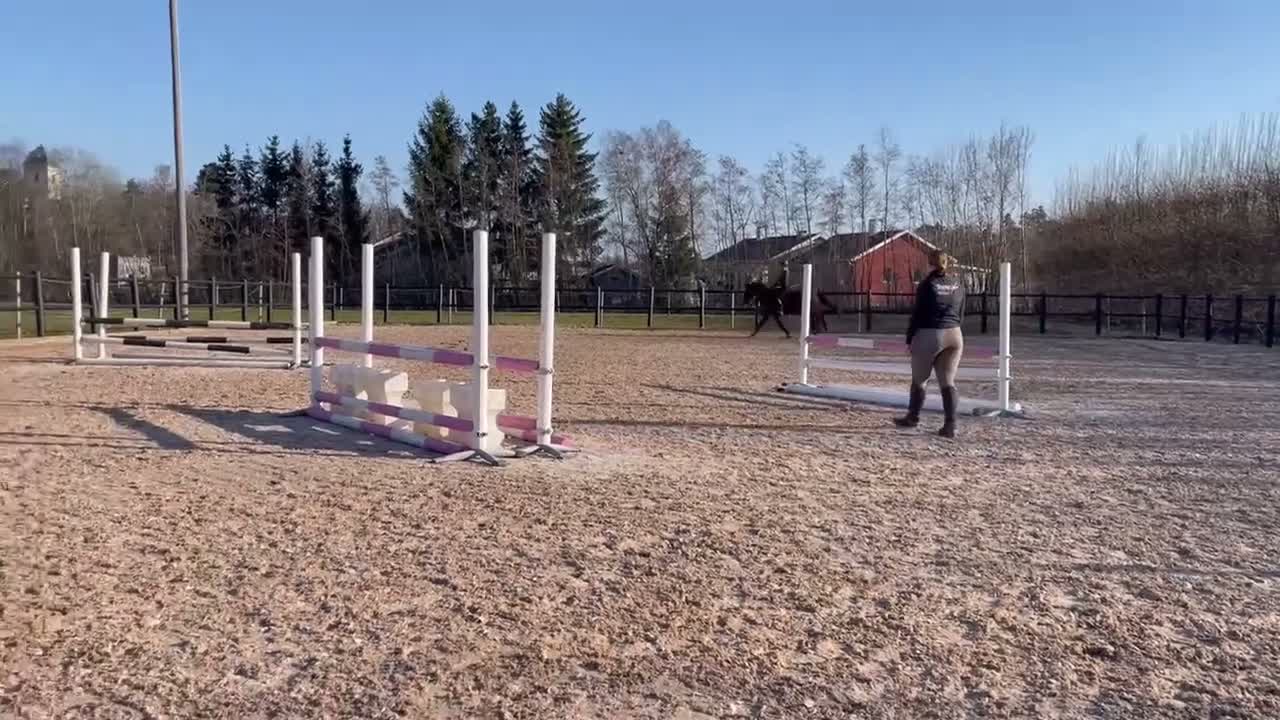 Allround hästar till salu: Fantastisk hobbyhäst/bästakompis - Video 1