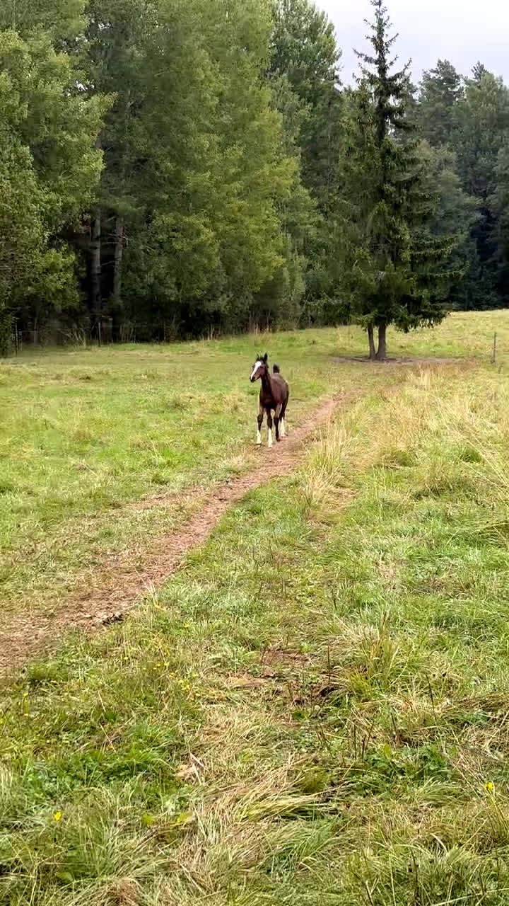 Hoppning hästar till salu: Stoföl e. Janeiro de Bieville i Örebro - Video 1