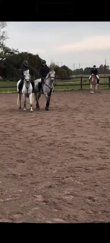 Allround hästar till salu: 💗 Moyvilla Lady - Bildbar kvalitetsponny  - Video 4