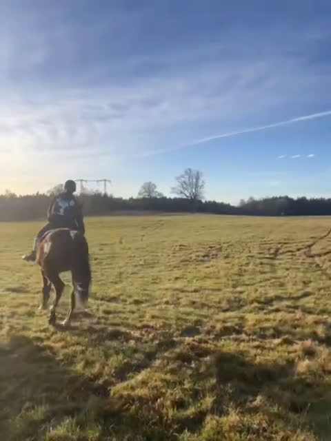 Allround hästar till salu: Mycket trevlig valack söker hem. i Trollhättan - Video 2