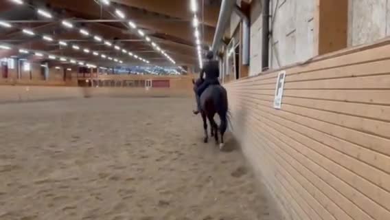 Allround hästar till salu: Välutbildad gentleman - Video 2