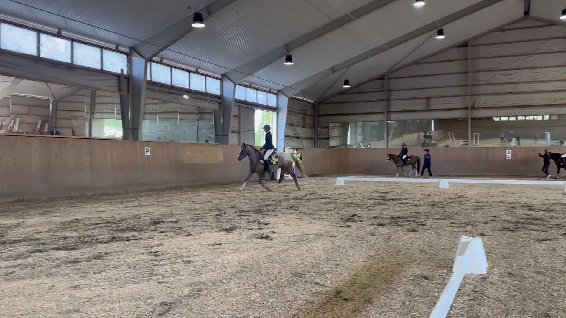 Allround hästar till salu: Pigg blivande rosettplockare  - Video 4