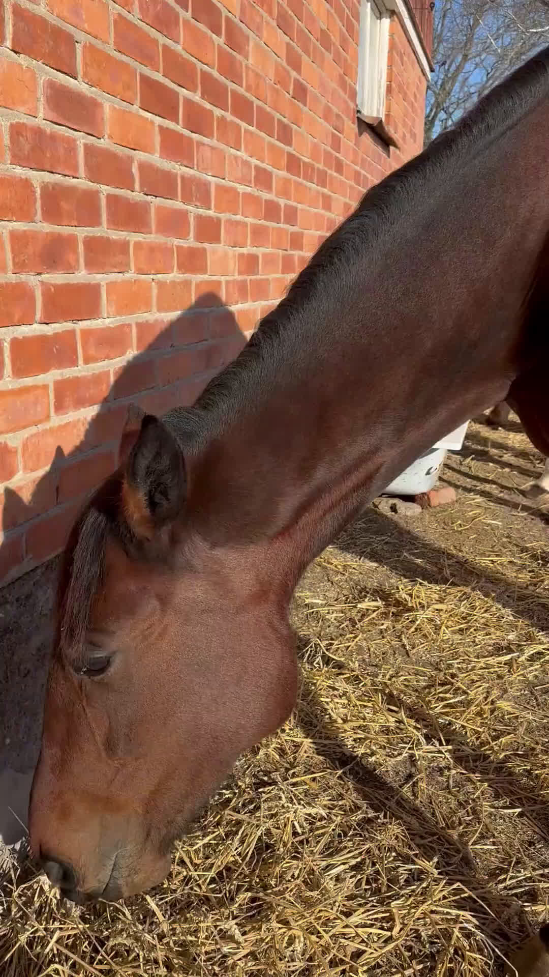 Övrigt hästar till salu: Snällt varmblod  i Sturefors - Video 1
