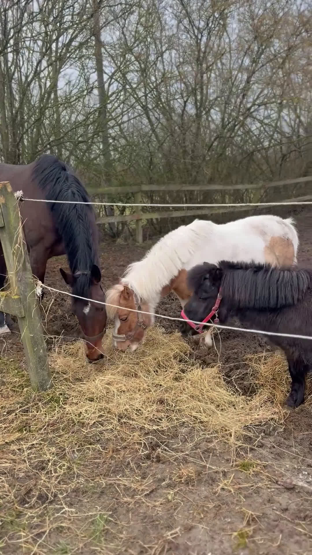 Galopp hästar till salu: Sød avlshoppe eller allround hest sælges  - Video 1