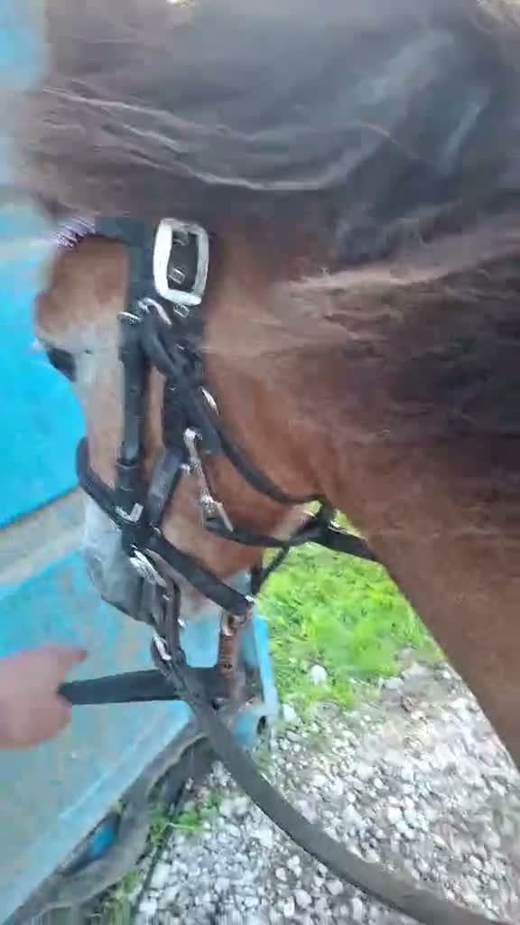 Trav hästar till salu: Startklar trevlig ponnytravare e. Kumlaby Modul i Hemse - Video 1