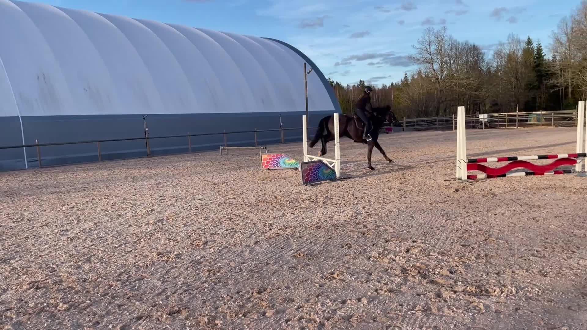 Hoppning hästar till salu: Unghäst för championat  - Video 1