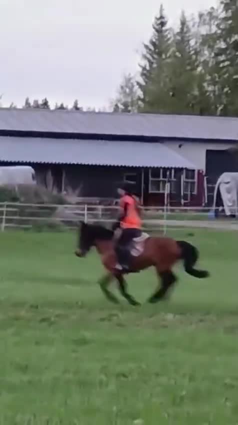 Hoppning hästar till salu: Weldh part-bred B-ponny i Helsingfors - Video 2