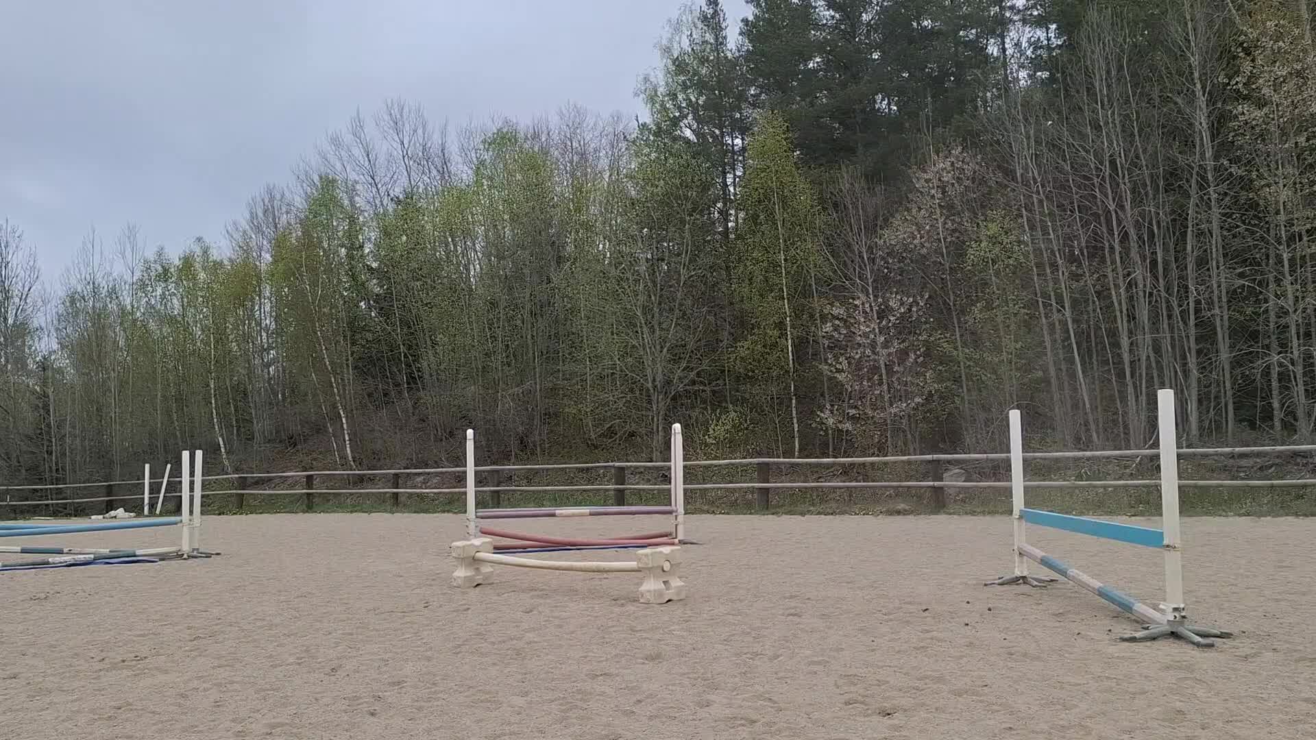 Allround hästar till salu: Vackert fuxsto med otrolig karaktär - Video 3