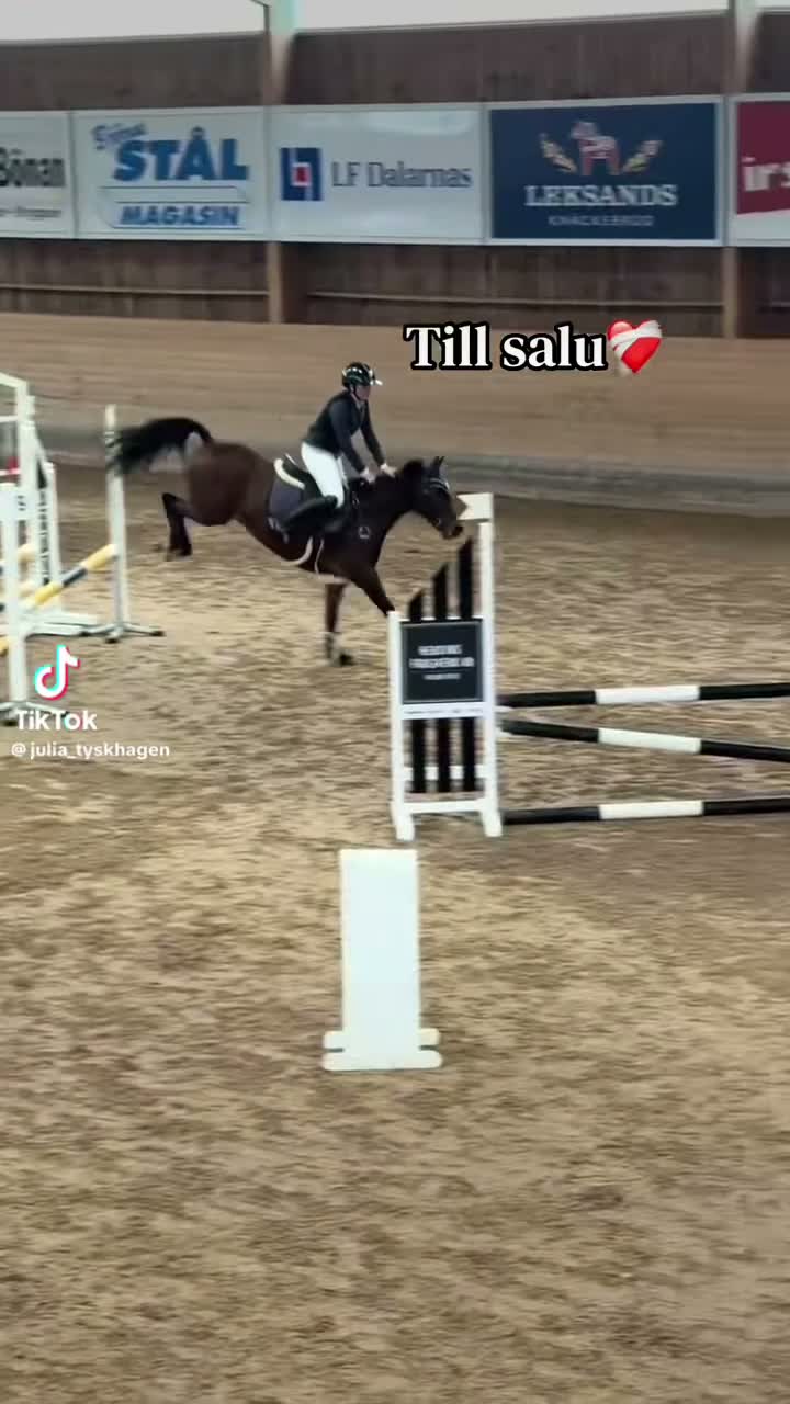 Hoppning hästar till salu: Trevlig svensk ridponny - Video 1