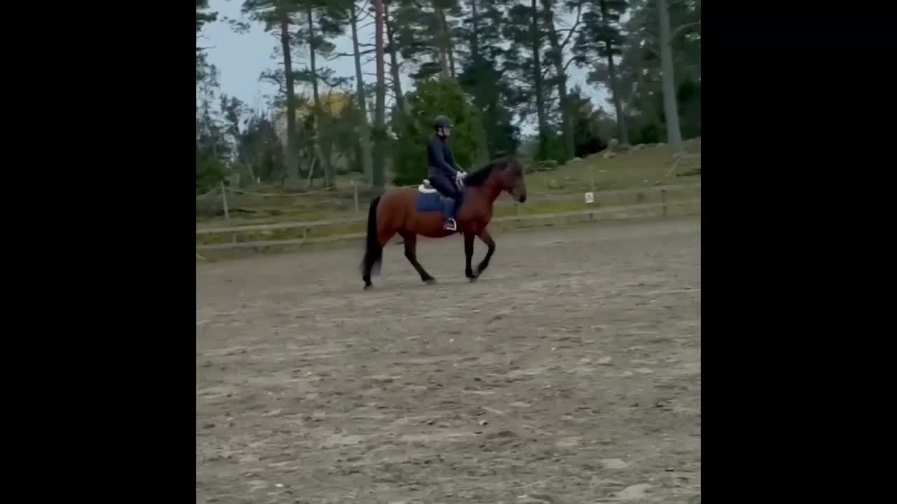Allround hästar till salu: Okomplicerad och modig c-ponny - Video 1