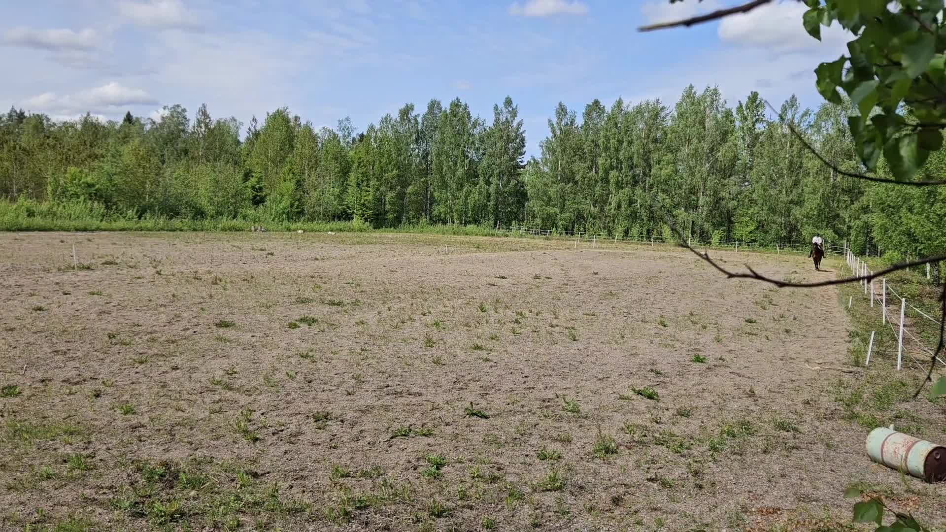 Allround hästar till salu: Vacker och personlig kille med fina kvaliteter - Video 1