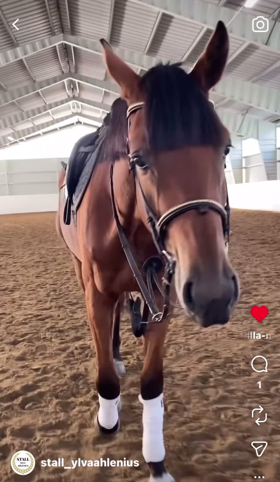 Dressyr hästar till salu: Underbar valack med utstrålning! - Video 3