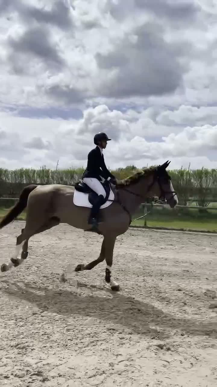 Hoppning hästar till salu: Storhoppande valack - Video 3