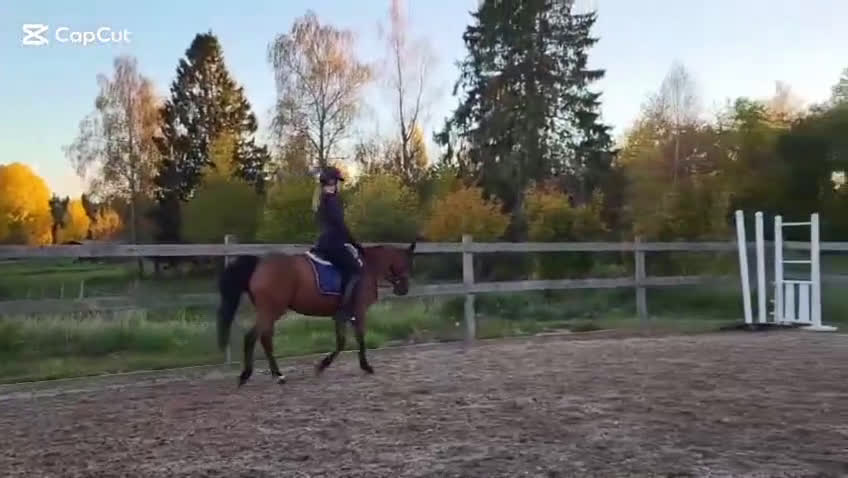 Allround hästar till salu: Fantastisk läromästare - Video 1