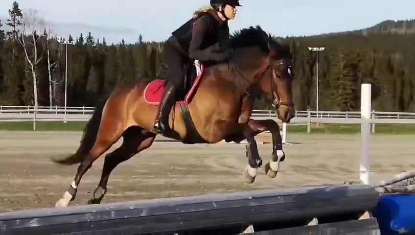 Allround hästar till salu: Den roliga ponnyn du kan göra allt med! - Video 3