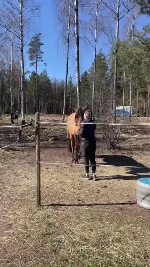 Allround hästar till salu: Triton söker sitt för alltid hem  - Video 1