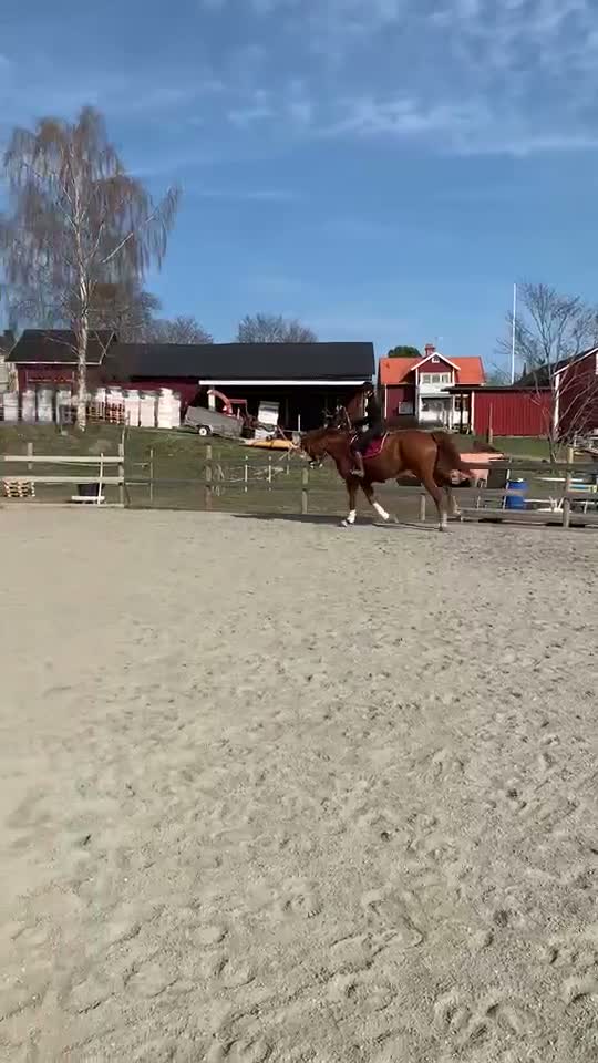 Allround hästar till salu: snygg valack för framtiden  - Video 1