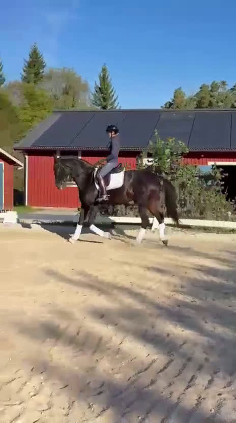 Dressyr hästar till salu: Dressyrsto med potential för Grand Prix i Linköping - Video 1