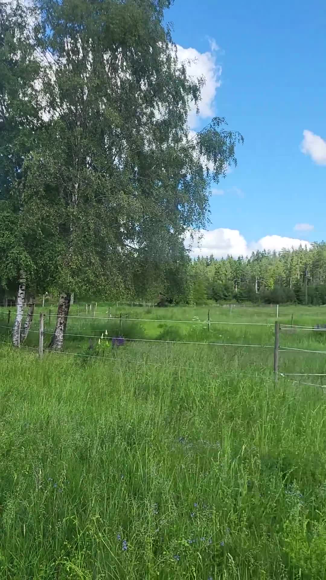  stallplats finnes: 3 hästars stall uthyres eller box i Vårgårda - Video 1