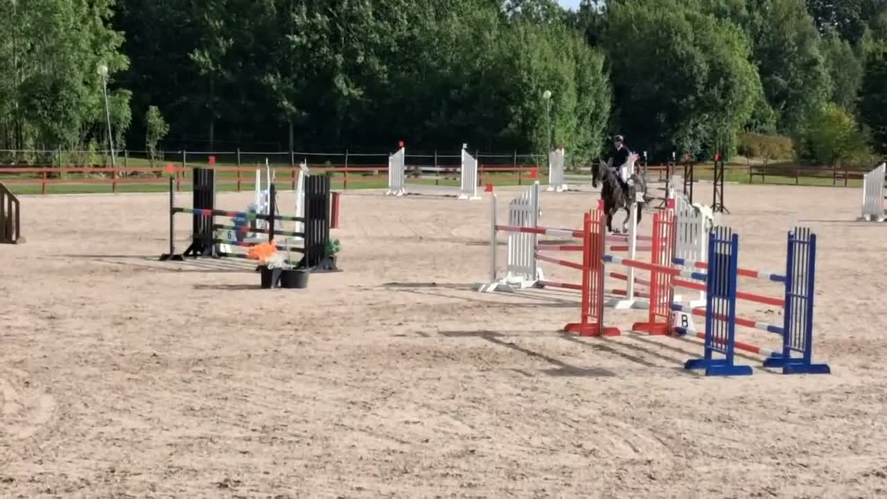 Hoppning hästar till salu: Storhoppande valack  - Video 1
