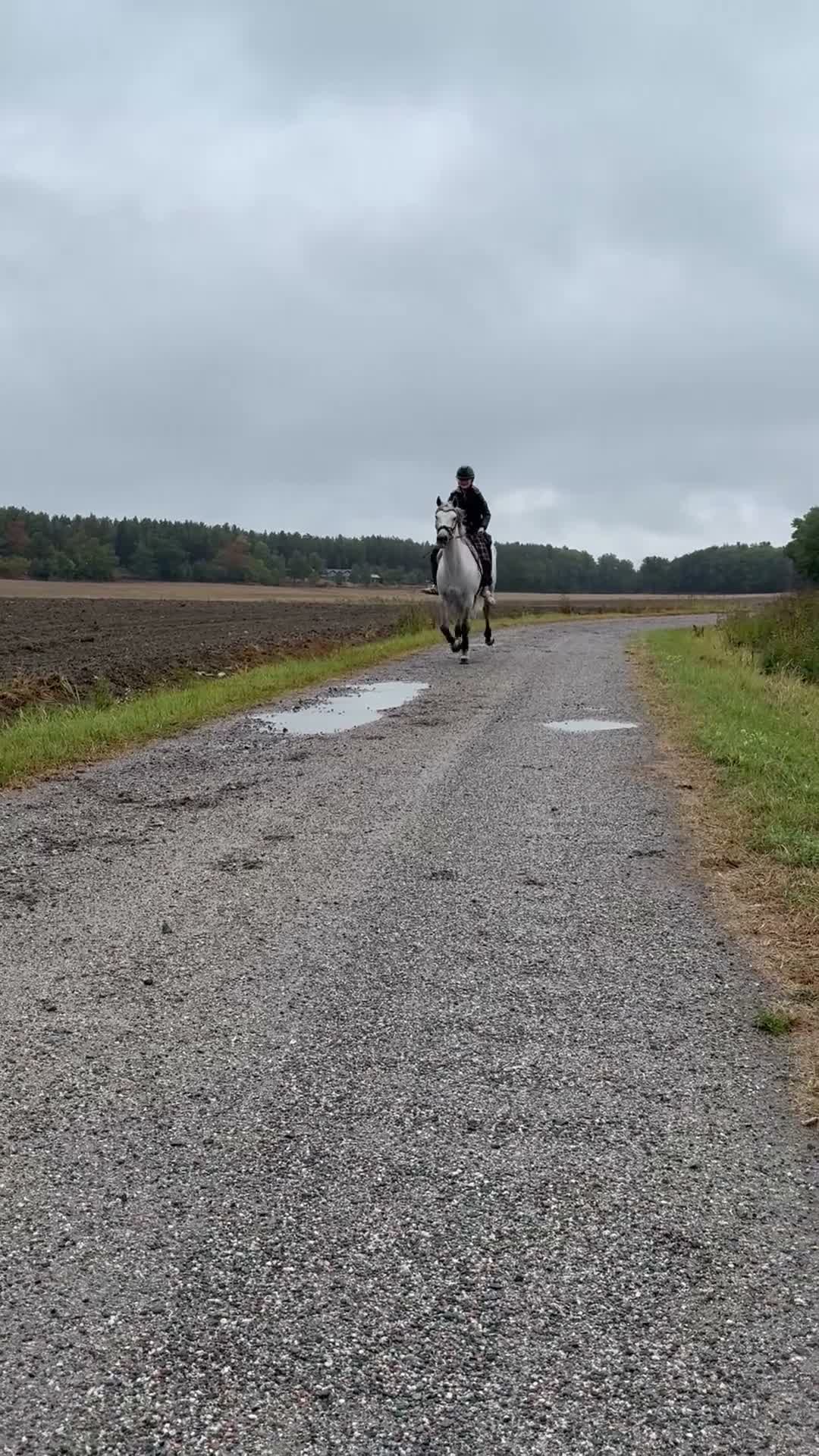 Allround hästar till salu: Connemaravalack med hjärta av guld 💛  - Video 3