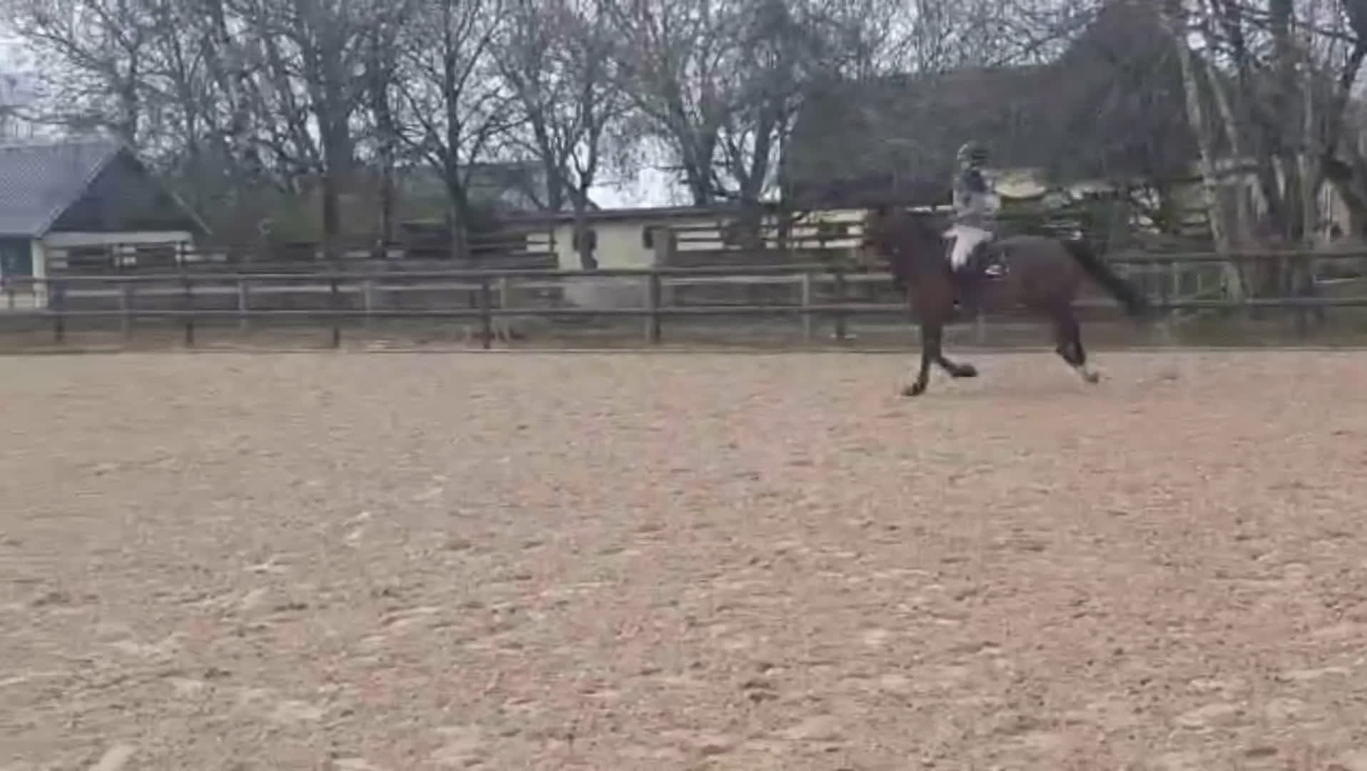 Hoppning hästar till salu: Kvick snabb häst  - Video 1