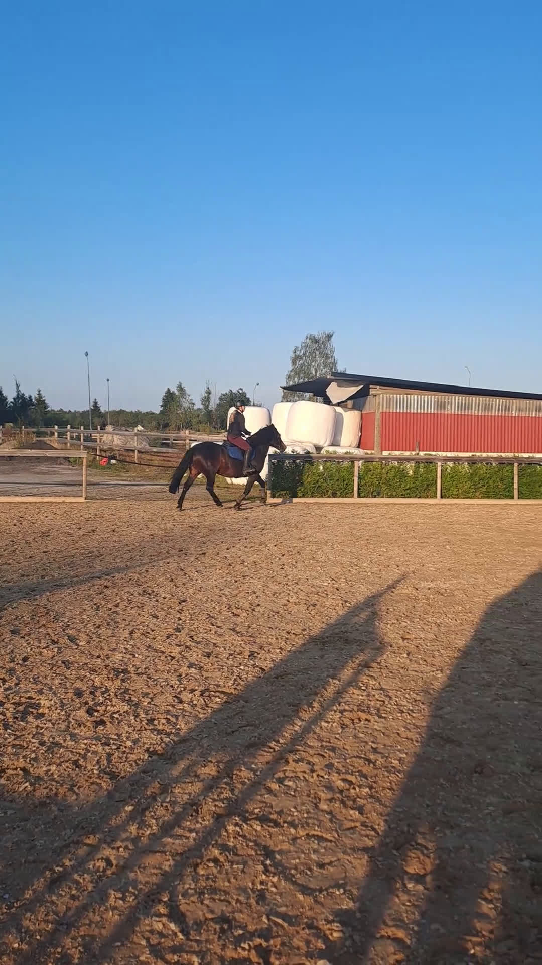 Allround hästar till salu: Pigg o hoppglad skogsmulle i Enköping - Video 4