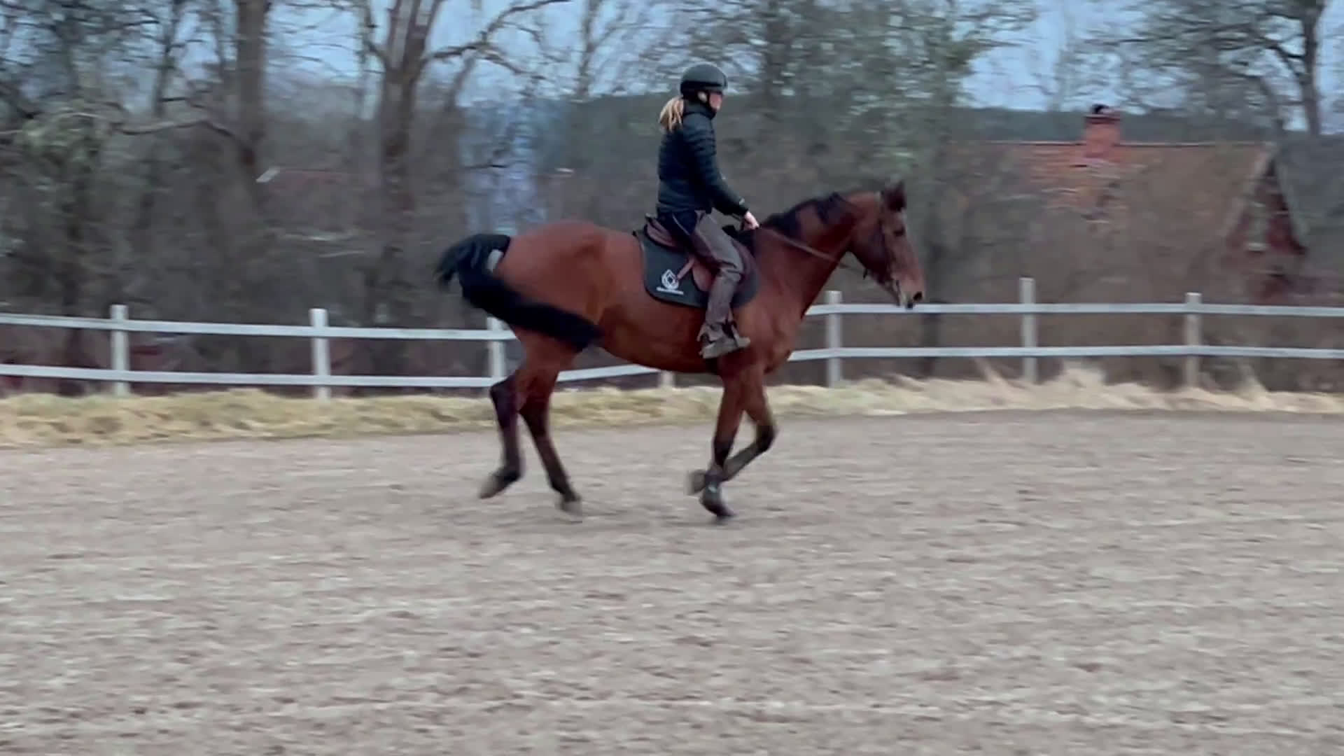 Allround hästar till salu: Bästa kompis - Video 1