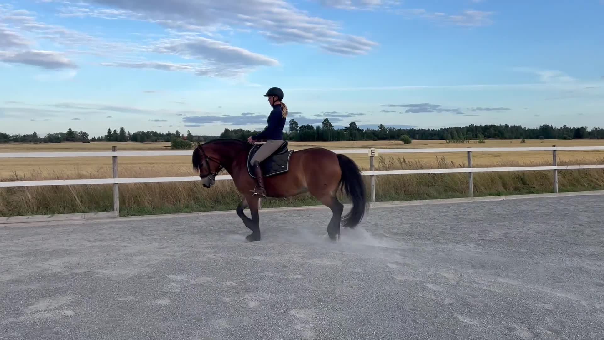 Allround hästar till salu: Nordsvenskt sto med hög ridbarhet - Video 1
