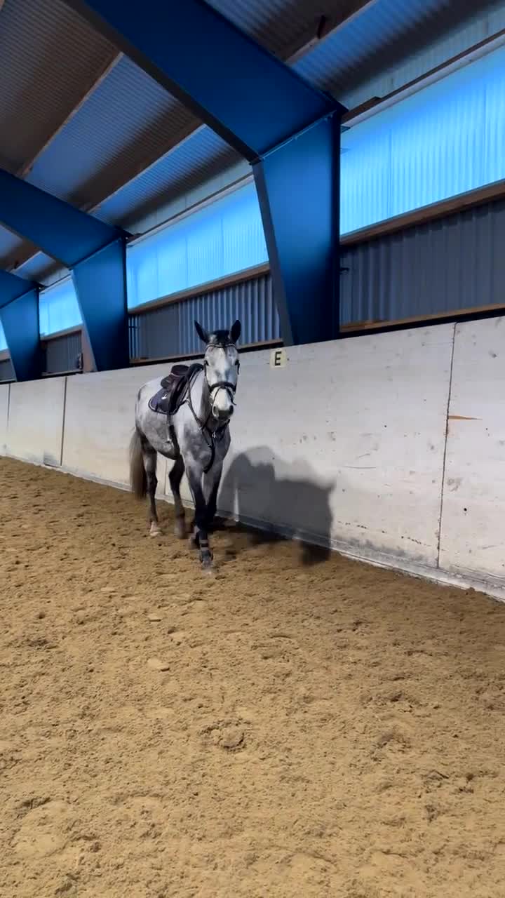 Hoppning hästar till salu: Killen med hjärtat på helt rätt ställe! - Video 3