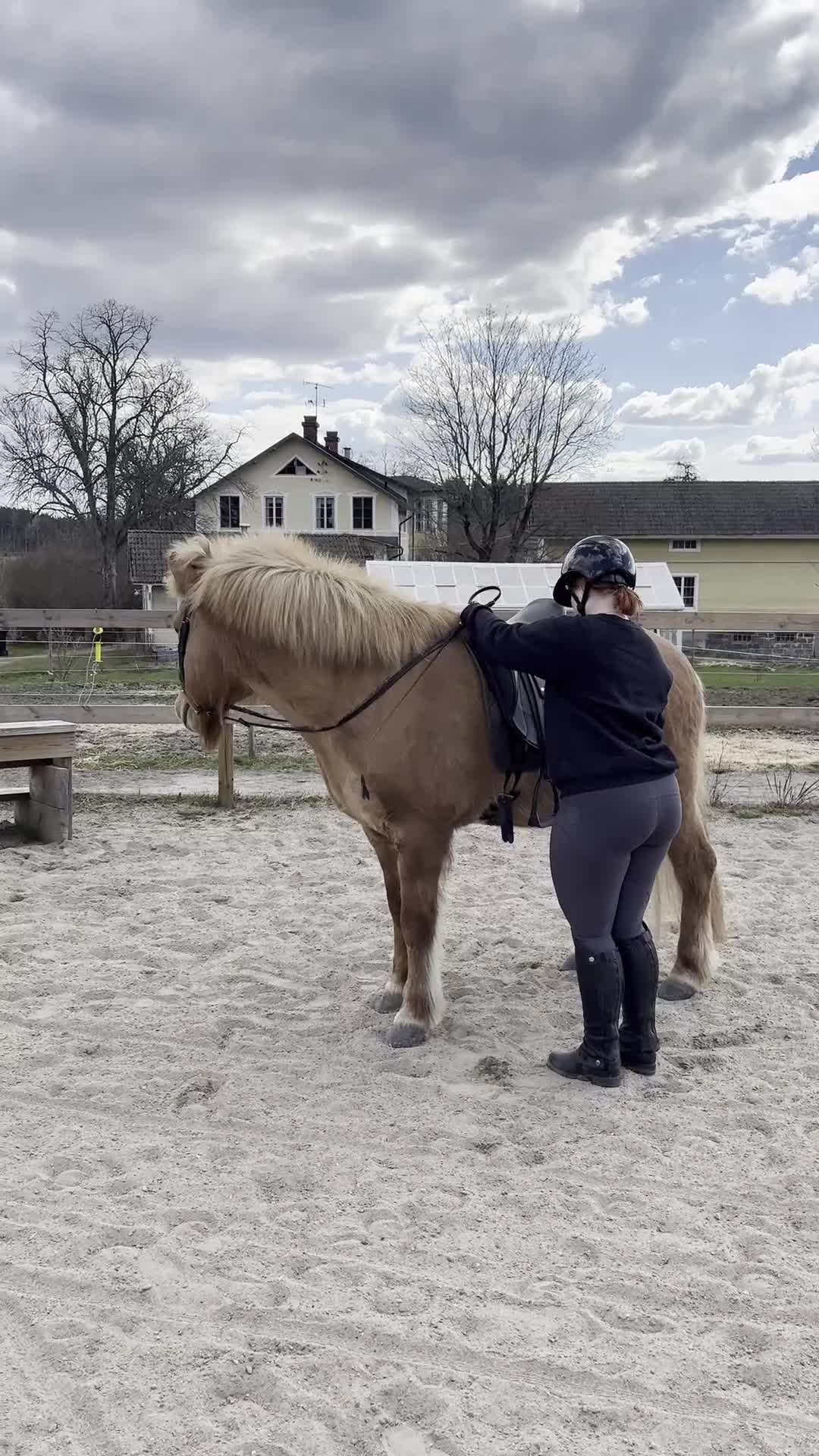 Island hästar till salu: Din nya bästavän - Video 1