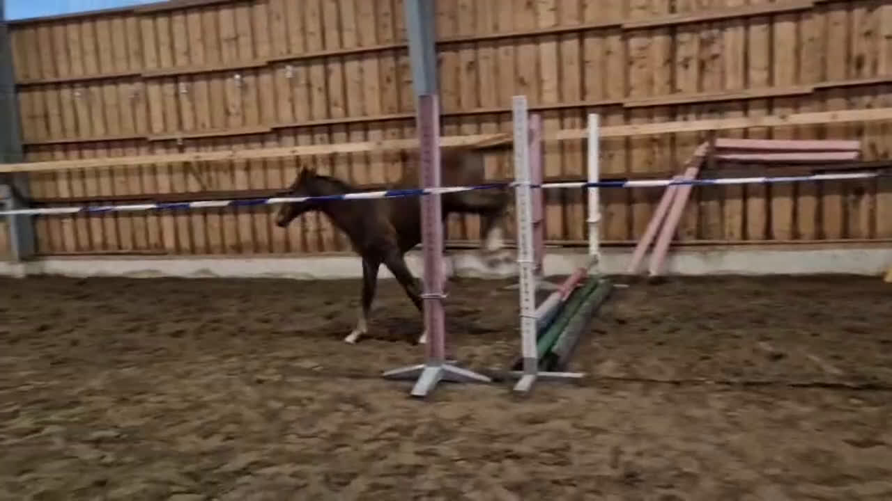 Hoppning hästar till salu: Vacker ädelsten! i Strömsnäsbruk - Video 1