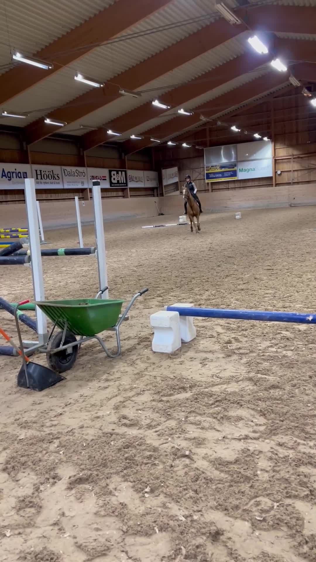 Allround hästar till salu: Lyxig allroundhäst - Video 1