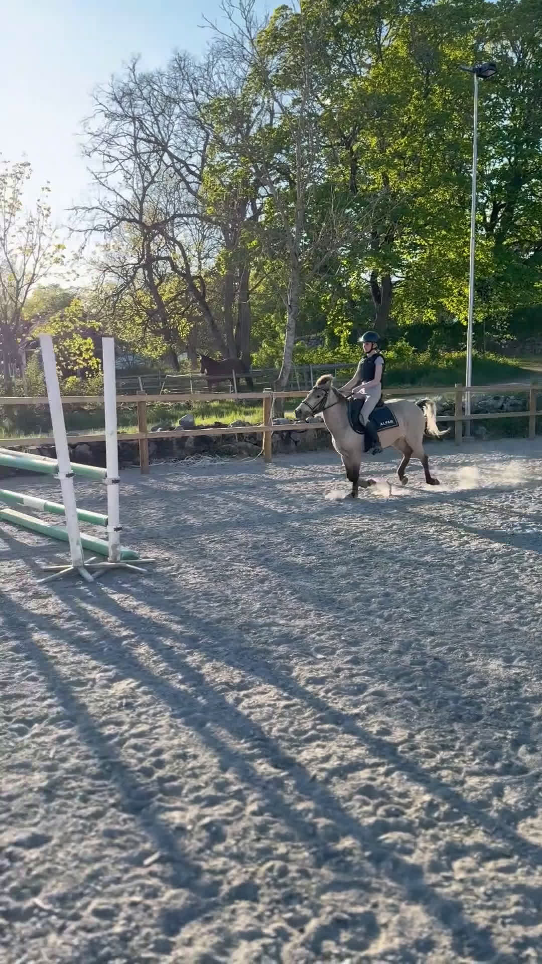 Sällskap hästar till salu: Trevligt gotlandsruss  i Strängnäs - Video 3