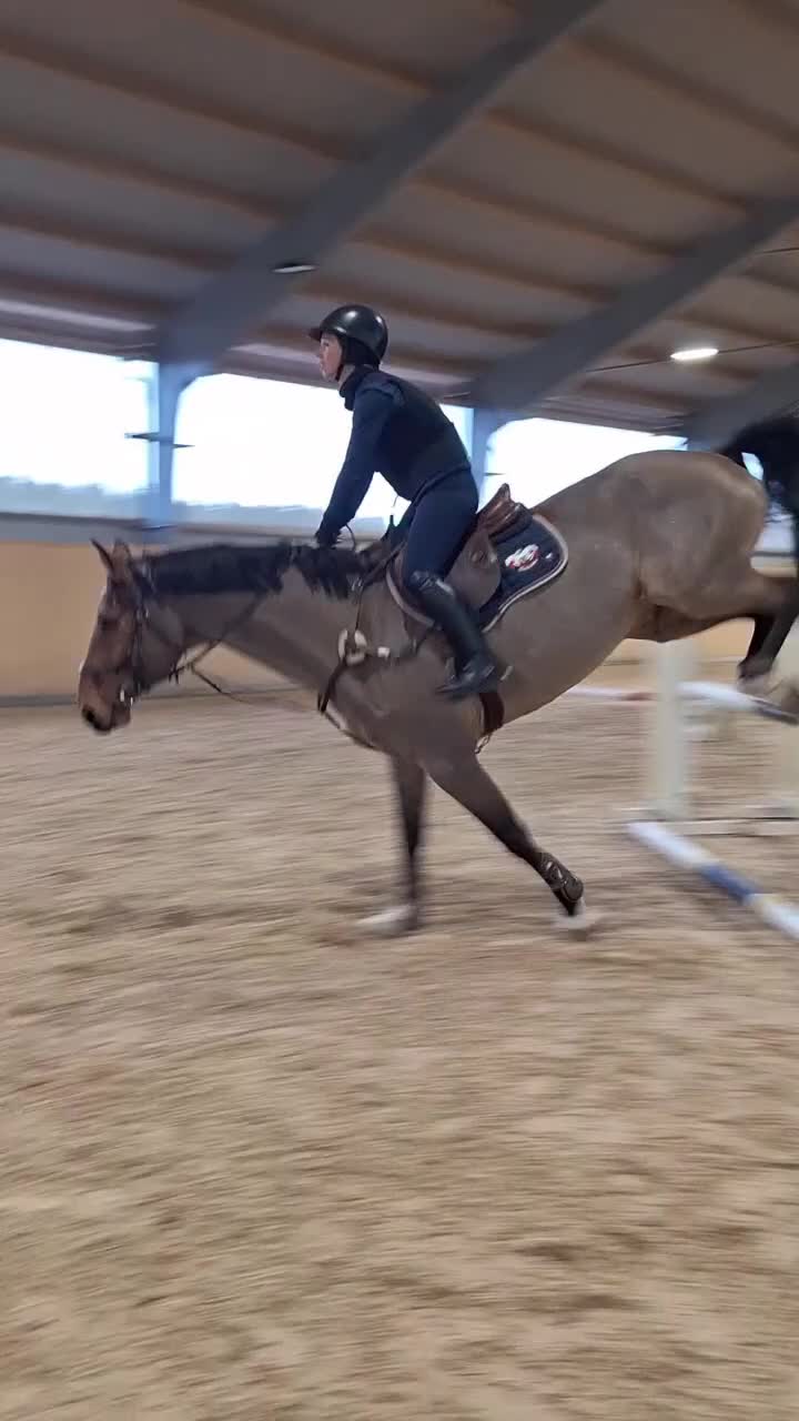 Dressyr hästar till salu: Välriden och trevlig valack - Video 1