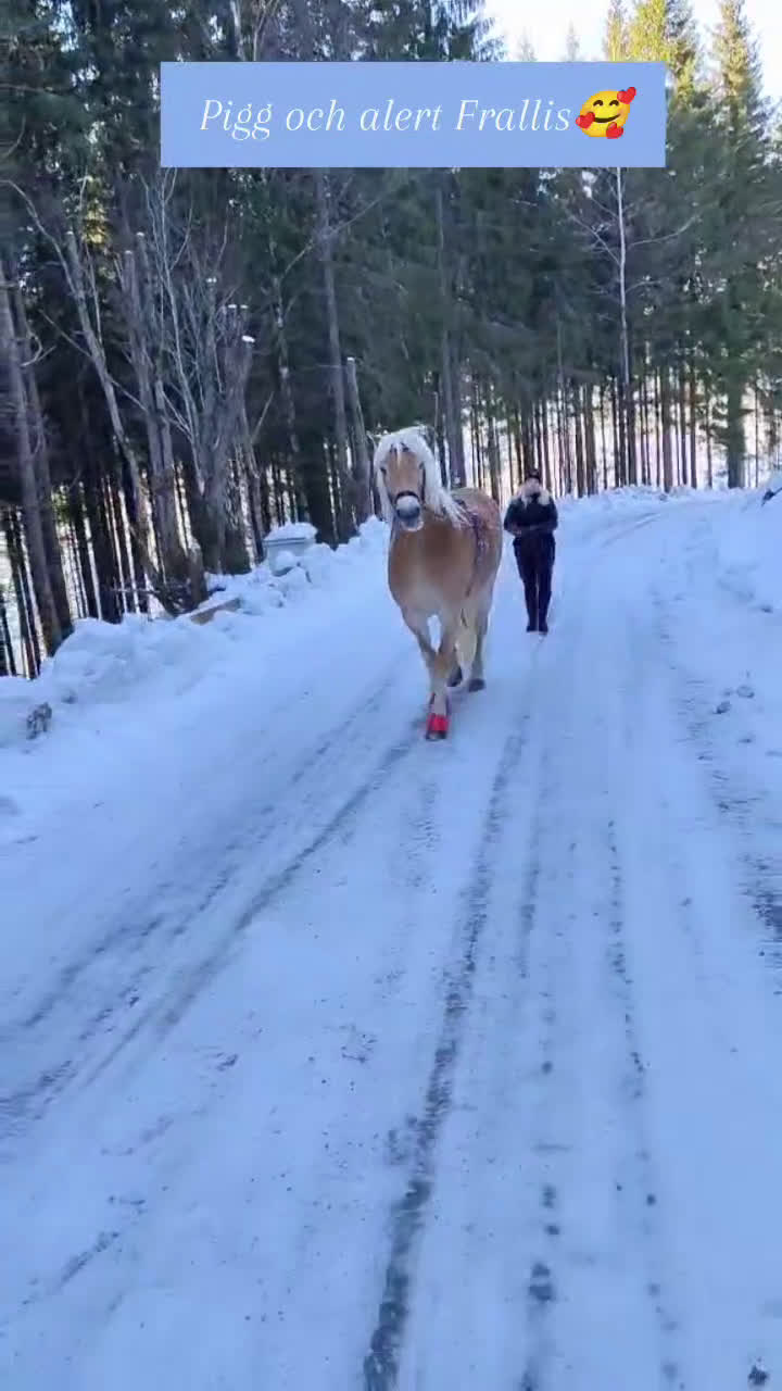 Allround hästar till salu: Franatica 10-årigt sto allround  - Video 4