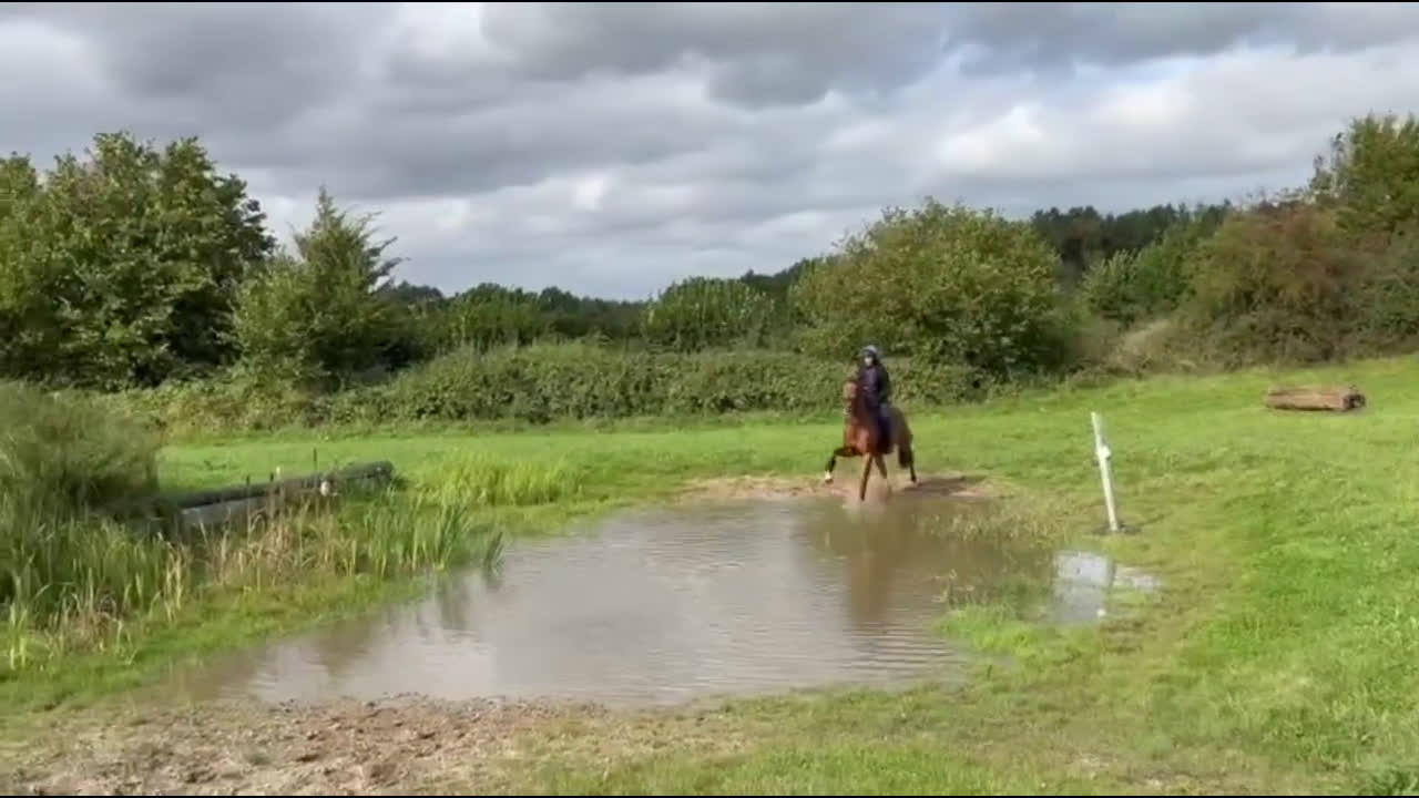 Fälttävlan hästar till salu: Super trevlig unghäst i Dösjebro - Video 2