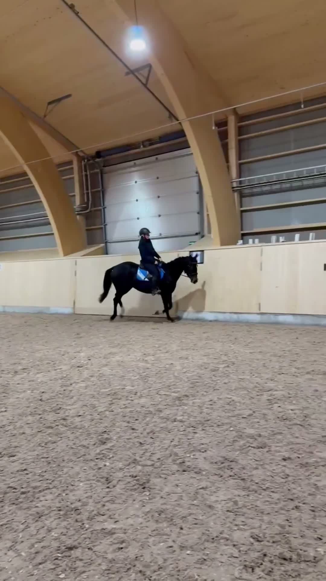 Allround hästar till salu: Trevlig allroundhäst för träning, tävling och mys  i Borlänge - Video 1