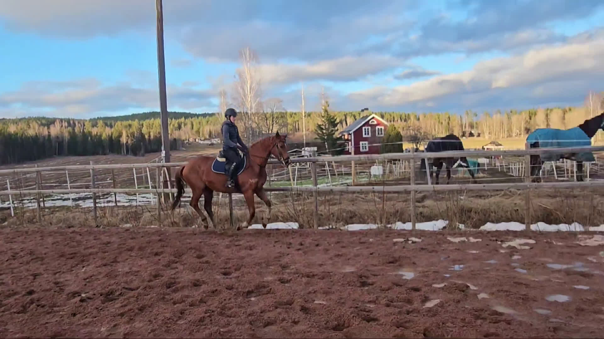 Allround hästar till salu: Vänligt & arbetsvilligt sto. - Video 1