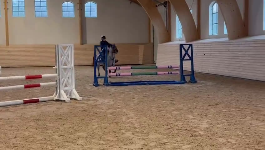 Hoppning hästar till salu: Tävlingskompis  i Fjärås - Video 1