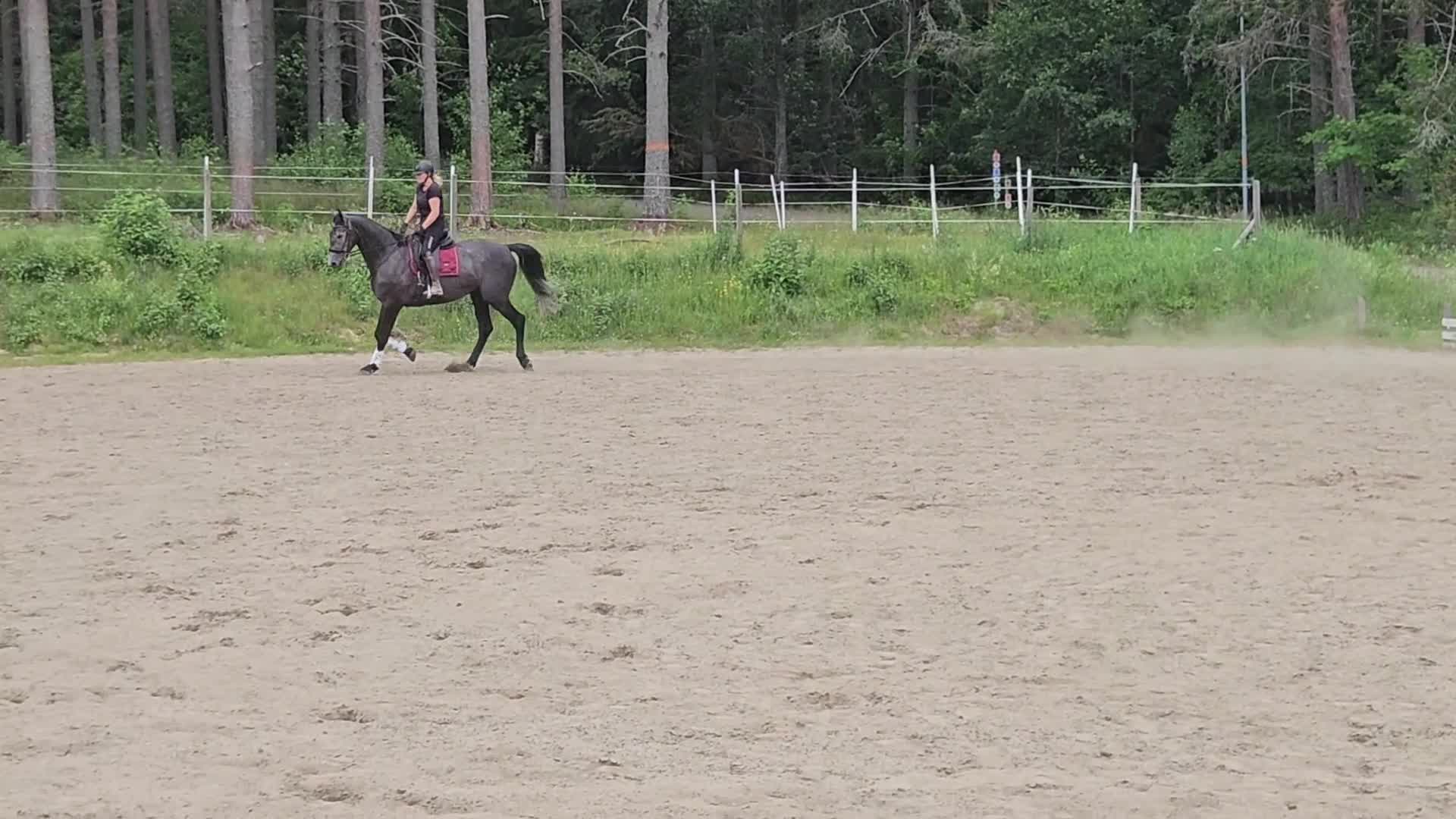 Dressyr hästar till salu: Lovande 4-åring för framtiden  - Video 3
