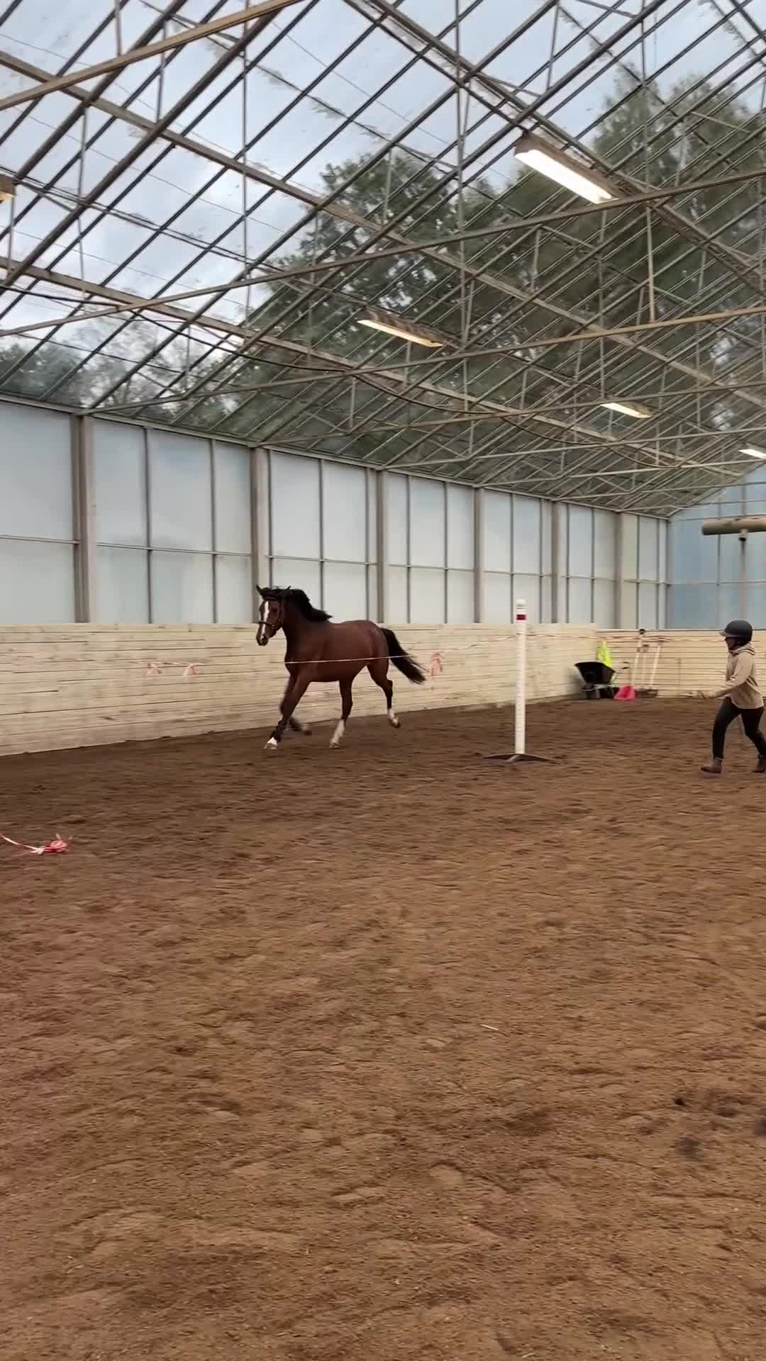 Hoppning hästar till salu: Jättefint 3-årigt sto till ett bra pris!  - Video 3