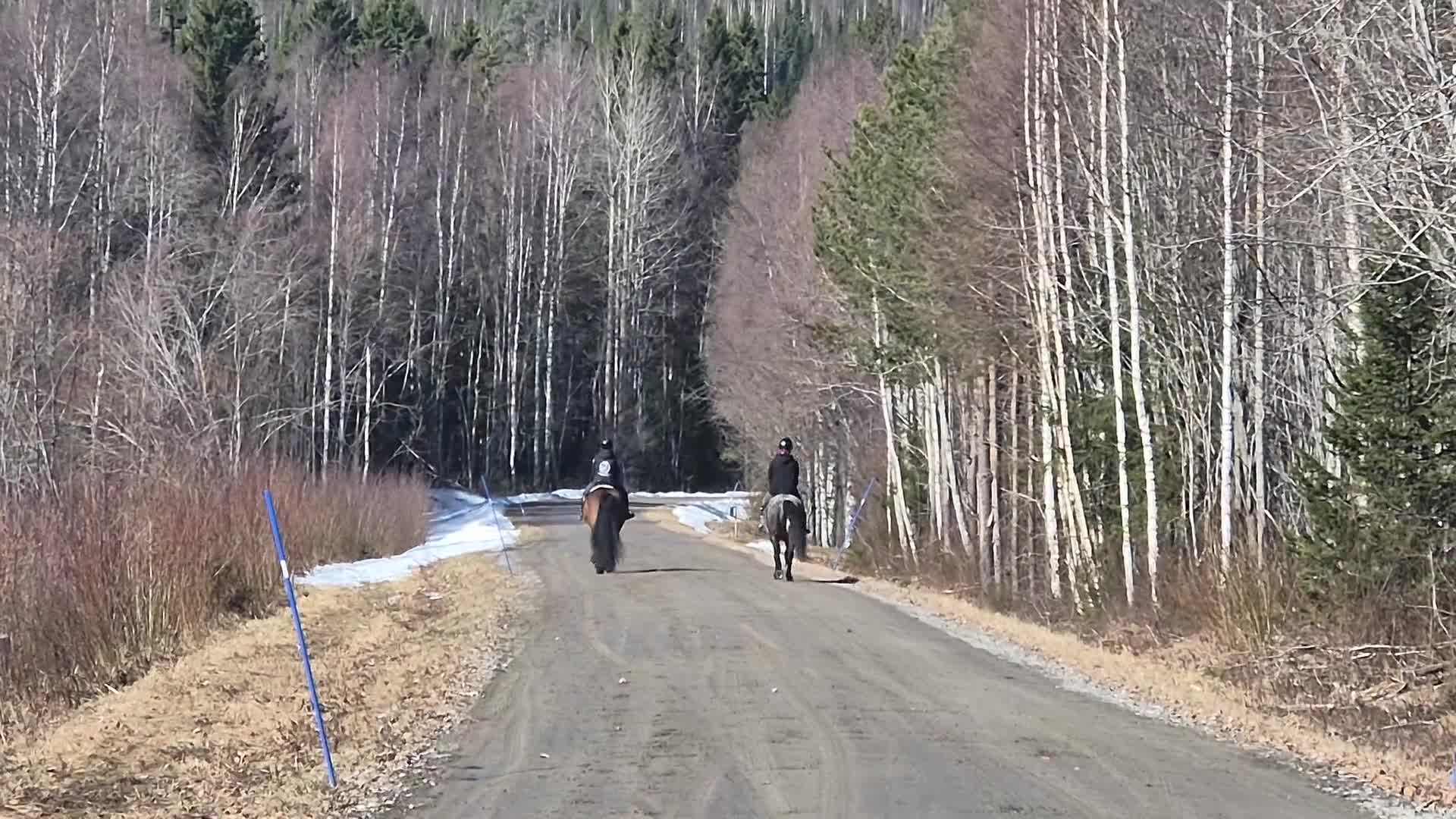 Allround hästar till salu: Blivande dressyr nordis - Video 1