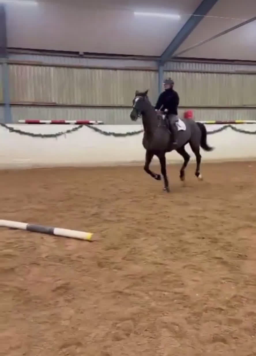 Hoppning hästar till salu: Talangfull 9-årig valack - hopp & dressyr - Video 2